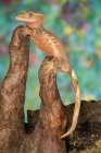 Crested gecko. Art Print